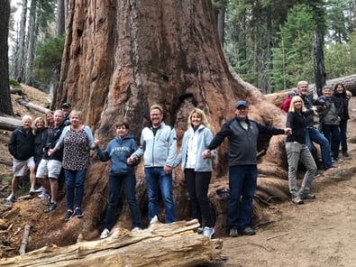 Sequoia Trees Photo