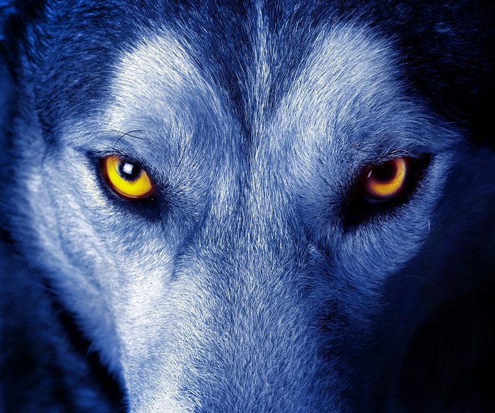 Are Your Printers an Open Door to a Hacking Wolf?